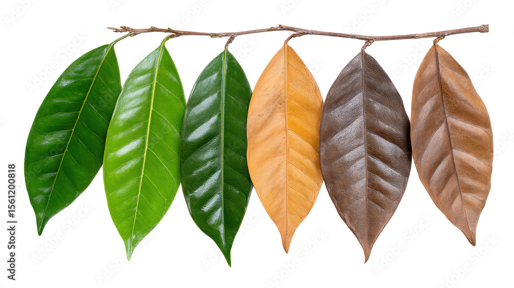 Poster isolated leaves on branch showing green to brown color transition on transparent background