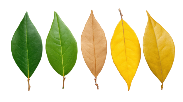Isolated green and yellow leaves on transparent background showing natural color change