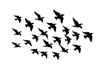 Fototapeta premium Flock of Birds Flying, Silhouette Against White Sky