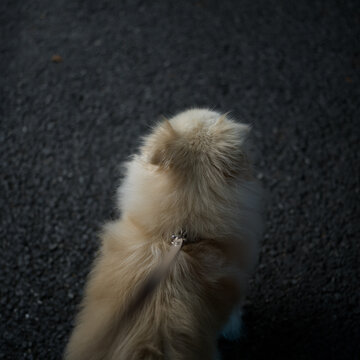 Fluffy Dog Walking on Asphalt Road