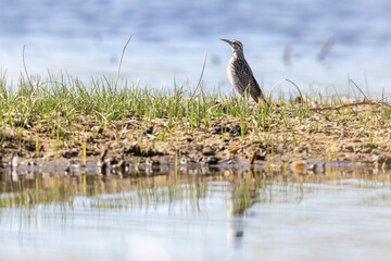 A wild western meadowlark in a park in Colorado
