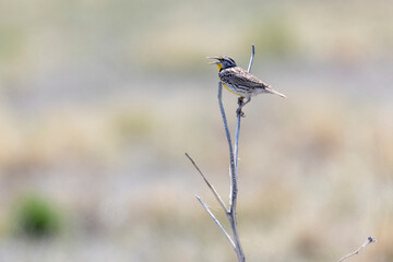 A wild western meadowlark in a park in Colorado