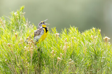 A wild western meadowlark in a park in Colorado
