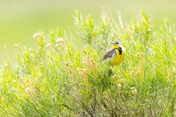 A wild western meadowlark in a park in Colorado
