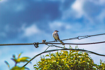 Bird on power line