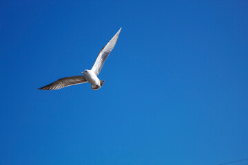 seagull flying in sky