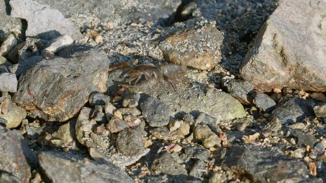 Ligia Exotica (Sea Roaches) Fighting.