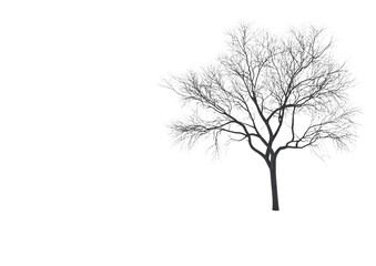 Obraz premium Bare winter tree with thin leafless branches in silhouette style isolated on a transparent background