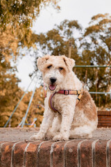 Dog resting by a brick wall in an urban park during autumn. Soft light, peaceful gaze, and seasonal mood ideal for lifestyle, pet, or family focused content