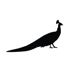 Peacock with open feathers