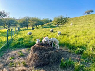 Lambs in a field 