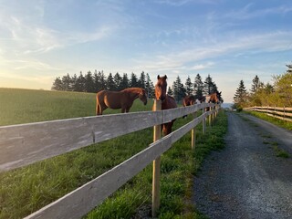 Horses along farm road