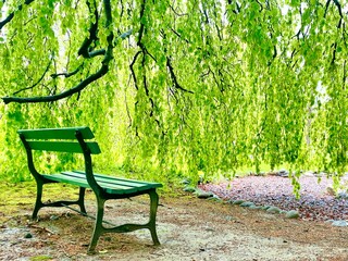 Willow Tree and Park Bench