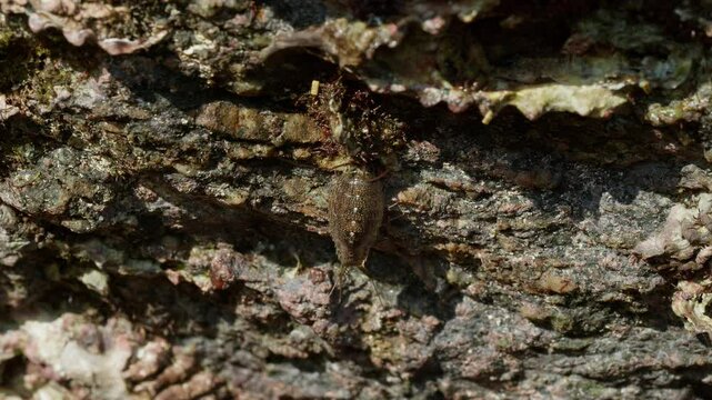 Ligia Exotica (Sea Roach) Feeding on Microalgae.