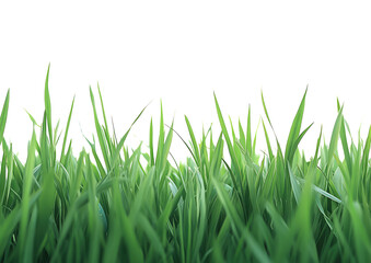 Obraz premium Patch of fresh green grass blades in dense vertical cluster isolated on a transparent background