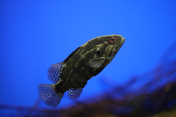 Japanese aucha perch or Spotear brook perch (Coreoperca kawamebari) in Japan