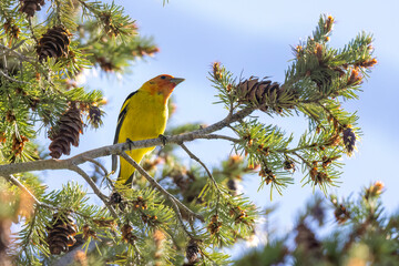 A wild western tanager perched in a tree in a park in Colorado.