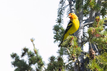 A wild western tanager perched in a tree in a park in Colorado.