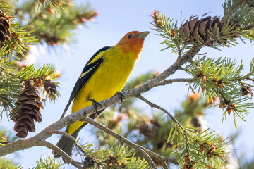 A wild western tanager perched in a tree in a park in Colorado.