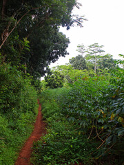 View of a dirt road in the plantation area on a sunny day. 