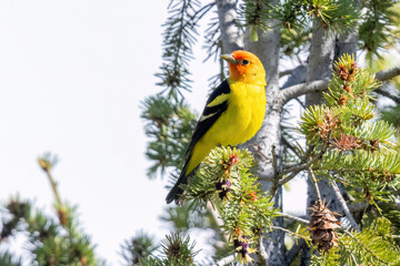 A wild western tanager perched in a tree in a park in Colorado.