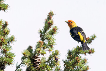 A wild western tanager perched in a tree in a park in Colorado.