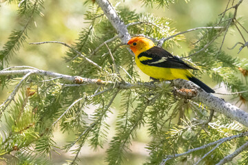 A wild western tanager perched in a tree in a park in Colorado.
