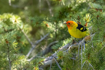 A wild western tanager perched in a tree in a park in Colorado.