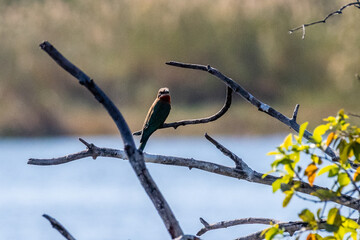 A white-fronted bee eater -Merops bullockoides- sitting on a tree branch in Chobe National Park,...