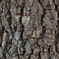 tree bark texture
