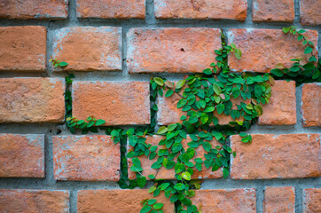 Green Creeper Plant Growing on Red Brick Wall Background Great for Any Use.