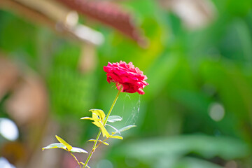 red rose