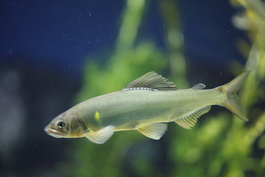 The ayu sweetfish (Plecoglossus altivelis), or sweetfish, is a species of fish. It is the only species in the genus Plecoglossus and family Plecoglossidae.