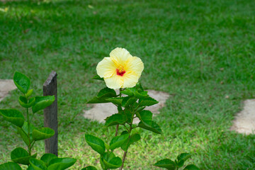 hibiscus