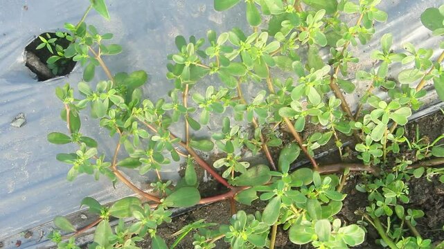 Portulaca Oleracea or Purslane or Pigweed Purslane is growing up with green leaves and grows wild in agricultural land