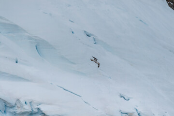 Close-up of a diving Kelp Gull - Larus dominicanus, along the Antarctic Peninsula.