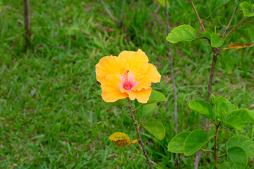 hibiscus