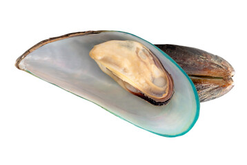 Top view of two cooked or steamed green mussels in stack isolated on white background with clipping path