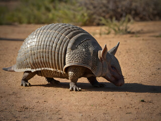 armadillo on the sand