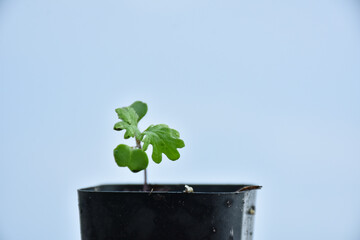 Kale seedlings are planted in small pots.