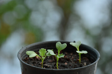 Kale seedlings are planted in small pots.