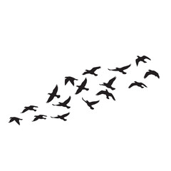 Fototapeta premium Silhouette of a flock of black birds soaring across a white background illustrating freedom