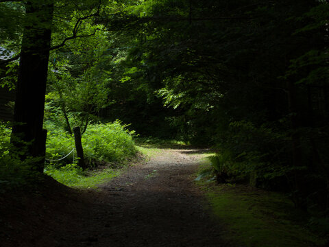 Forest path with sunlight shining through the trees