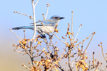 A wild woodhouse's scrub jay perched on a branch in a park in Colorado.