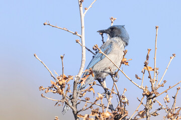 A wild woodhouse's scrub jay perched on a branch in a park in Colorado.