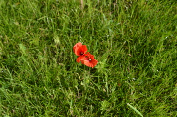 Red Poppies Blooming in a Green Field