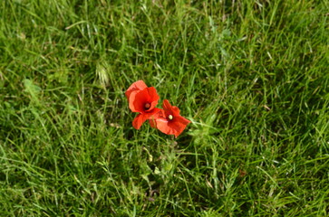 Red Poppies Blooming in a Green Field