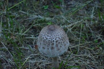 Close-up of a Parasol Mushroom in its Natural Environment
