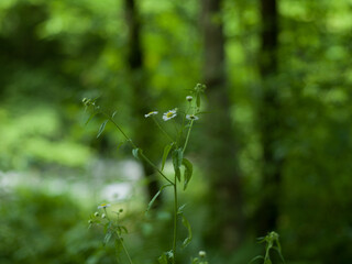 Wildflowers in a lush green forest