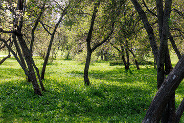 Naklejka premium Cherry Orchard. Beautiful summer photo of cherry trees in the garden after flowering.